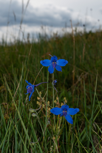 Siberian larkspur