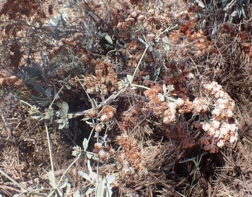 Eriogonum giganteum, photograph 4