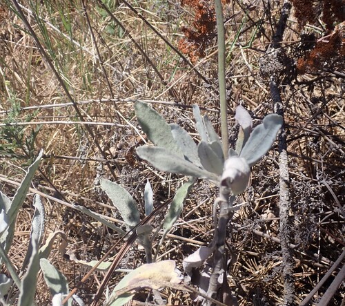 Eriogonum giganteum, photograph 2