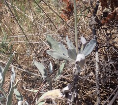 (c) nmoorhatch, some rights reserved (CC BY) Eriogonum giganteum, photograph (c) nmoorhatch, some rights reserved (CC BY)