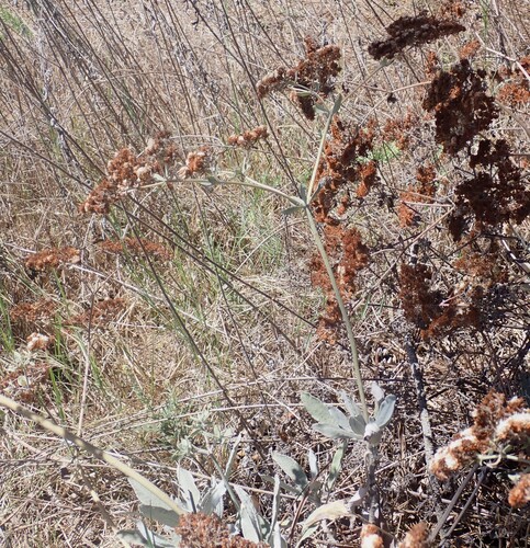 Eriogonum giganteum, photograph 1