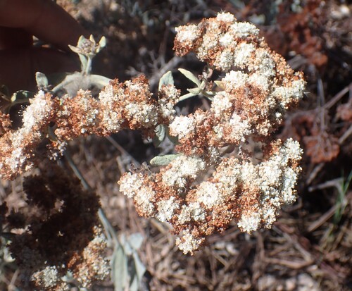 Eriogonum giganteum, photograph 3