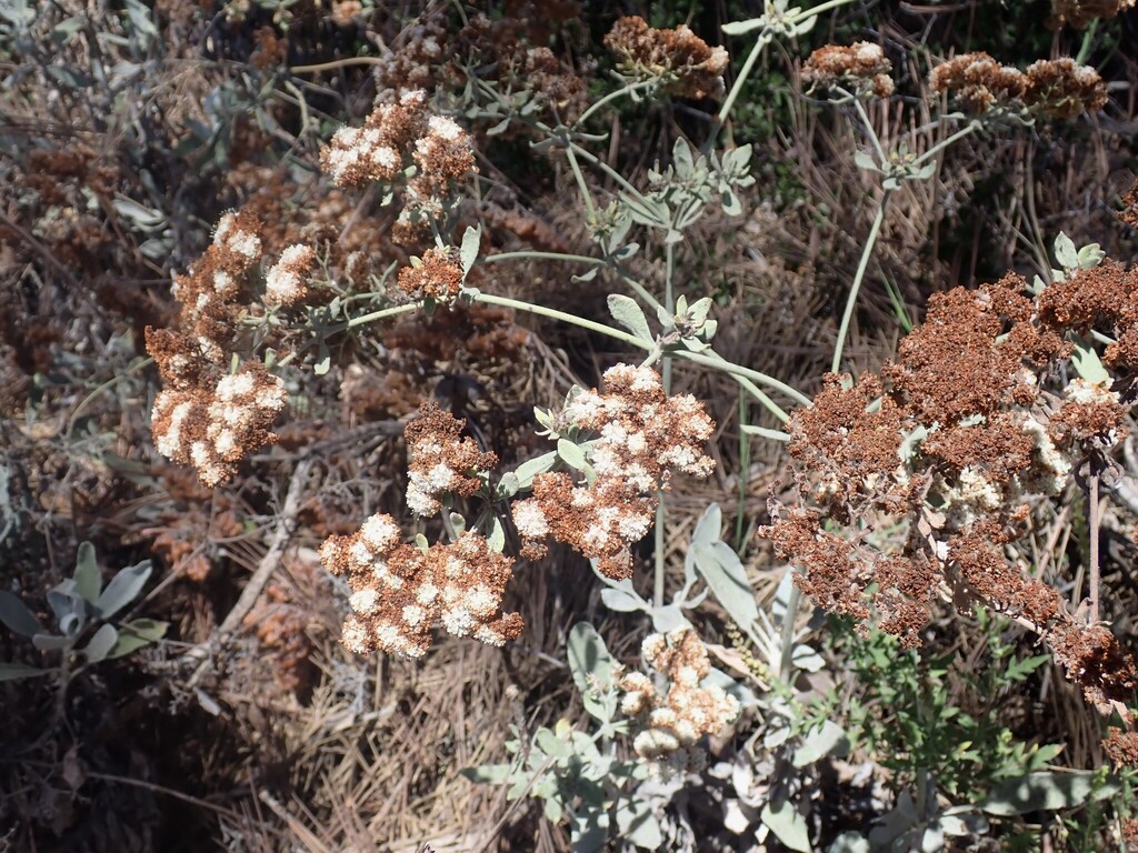 Eriogonum giganteum; photograph (c) nmoorhatch, some rights reserved (CC BY)