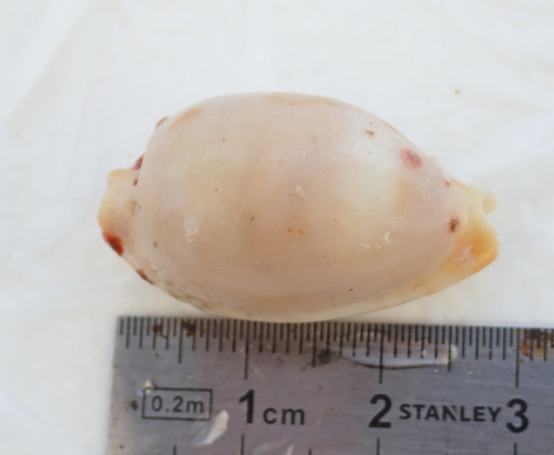Bistolida stolida observed 2026-08-29