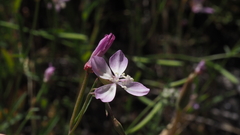 Clarkia similis