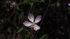 Clarkia similis