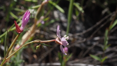 Clarkia similis
