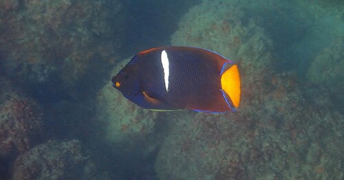 King Angelfish (Holacanthus passer)