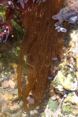 Nemalion elminthoides