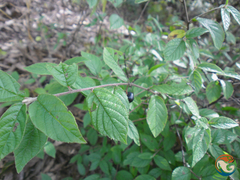 Rhamnus serrata