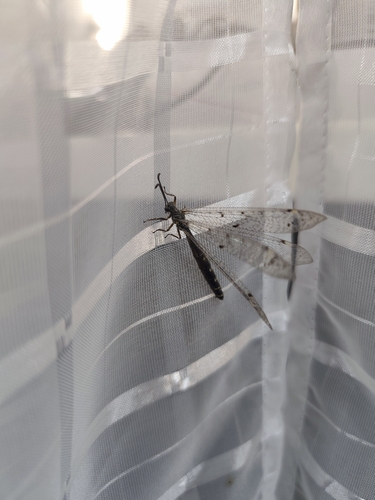 Four-spotted antlion