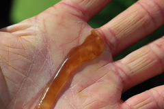 Nemalion elminthoides