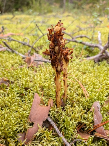 pinesap
