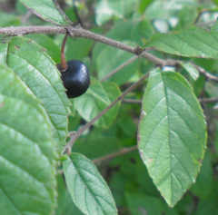 Rhamnus serrata