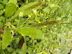 Plantago virginica