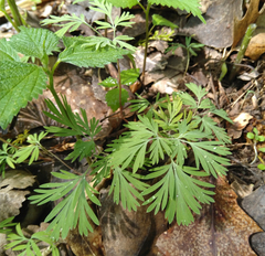 Dicentra cucullaria