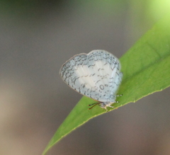 Spalgis lemolea lemolea