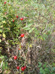 Rosa davurica, photograph (c) Святослав Власенко, some rights reserved (CC BY)