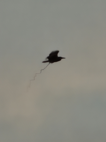 Black-crowned Night Heron