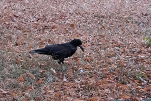 Rook