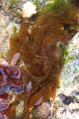 Nemalion elminthoides