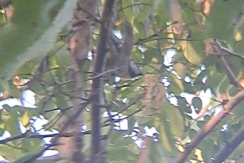Great Tit