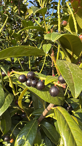 Cherry laurel