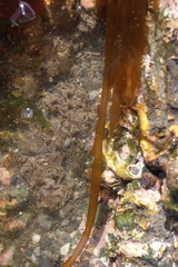 Nemalion elminthoides