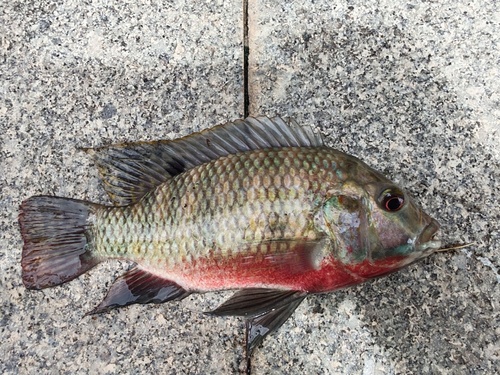Redbelly Tilapia