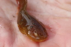 Liparis mucosus