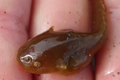 Liparis mucosus