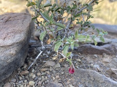 Hermannia grandiflora