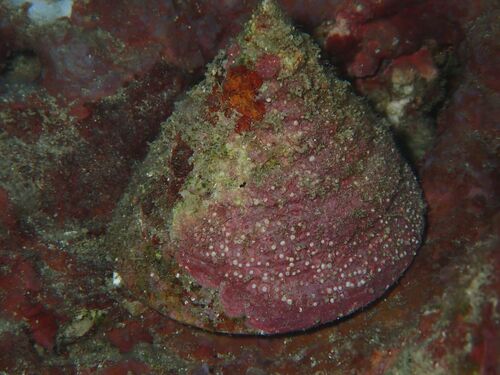 Trochus niloticus observed 2026-08-30