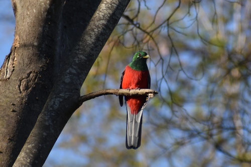 iNaturalist image