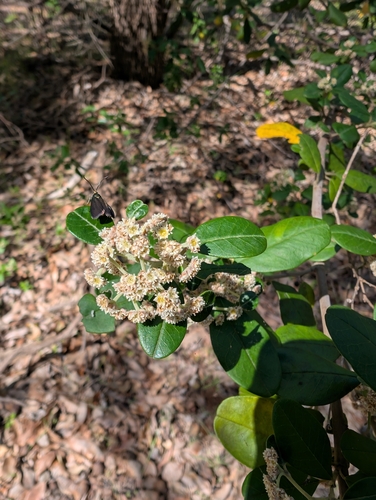 Spyridium globulosum, photograph 1