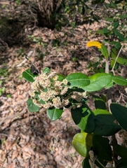 Spyridium globulosum, photograph author not stated, no rights reserved