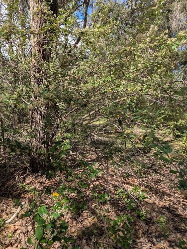 Spyridium globulosum, photograph 2