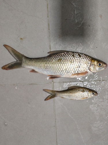 Mud Carp