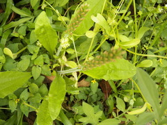 Plantago virginica