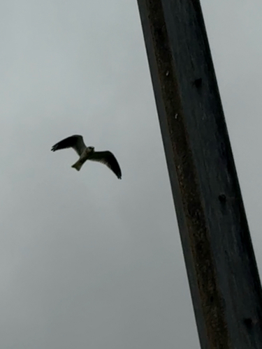 Black-shouldered Kite