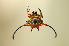 Macracantha