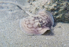 Urobatis concentricus