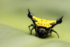 Actinacantha globulata