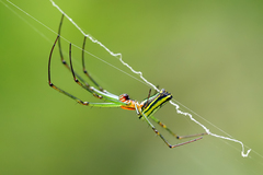 Leucauge celebesiana