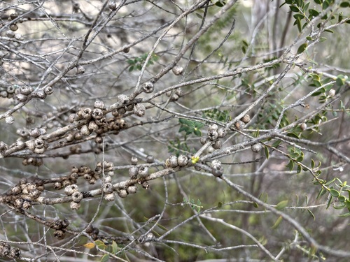 Melaleuca acuminata observed 2026-09-03