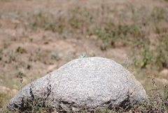 Acanthocercus atricollis