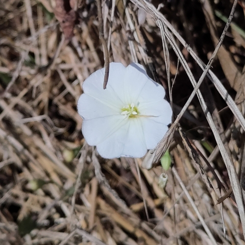field bindweed