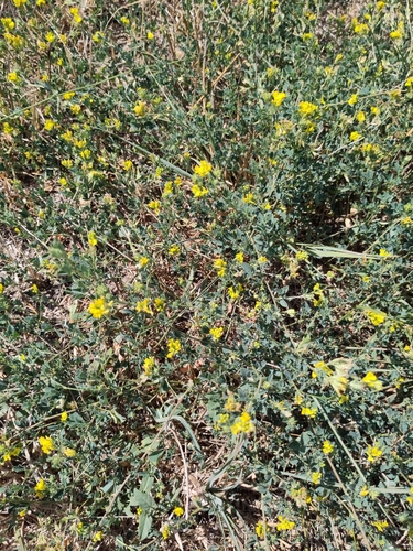 sickle alfalfa
