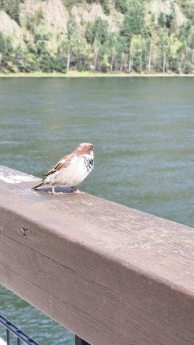 House Sparrow