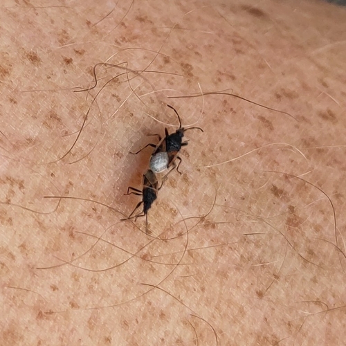 Lime seed bug